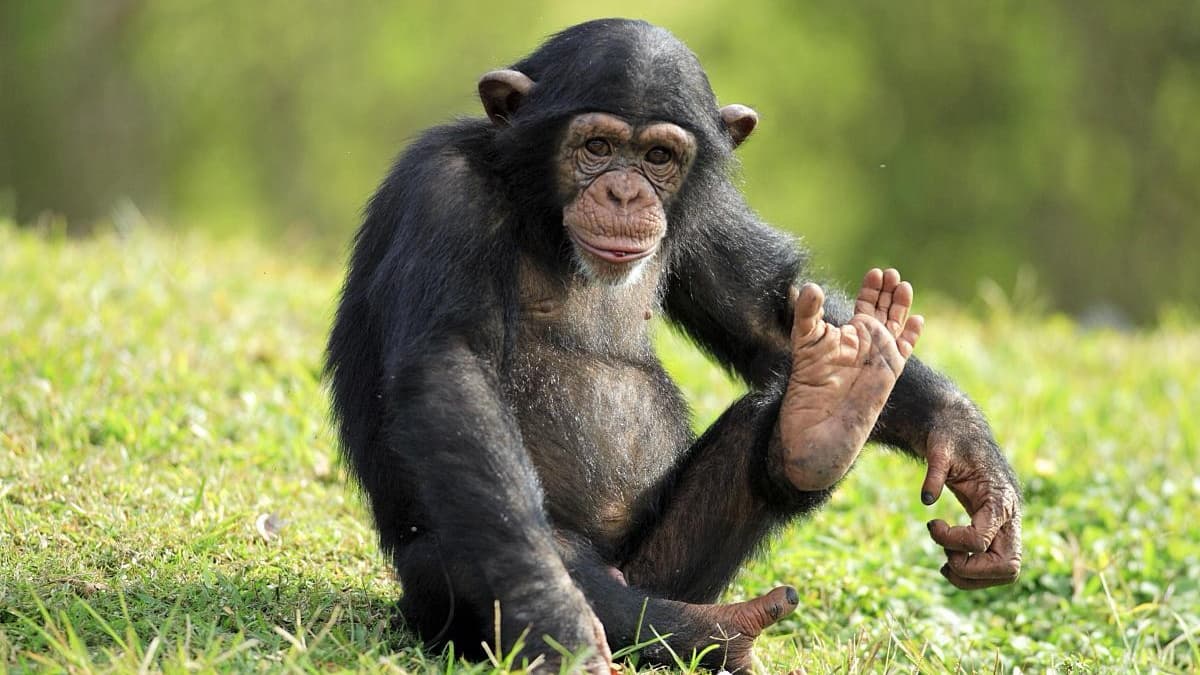 Five-Animal Frolics Qigong: Monkey Play — Improve Reaction Speed, Agility, and Balance
