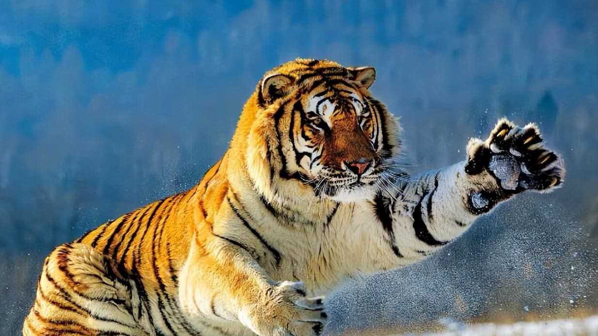 Qigong Five-Animal Frolics: Tiger Play — Strengthens the Bones and Reinforces Kidney–Lower Back Power