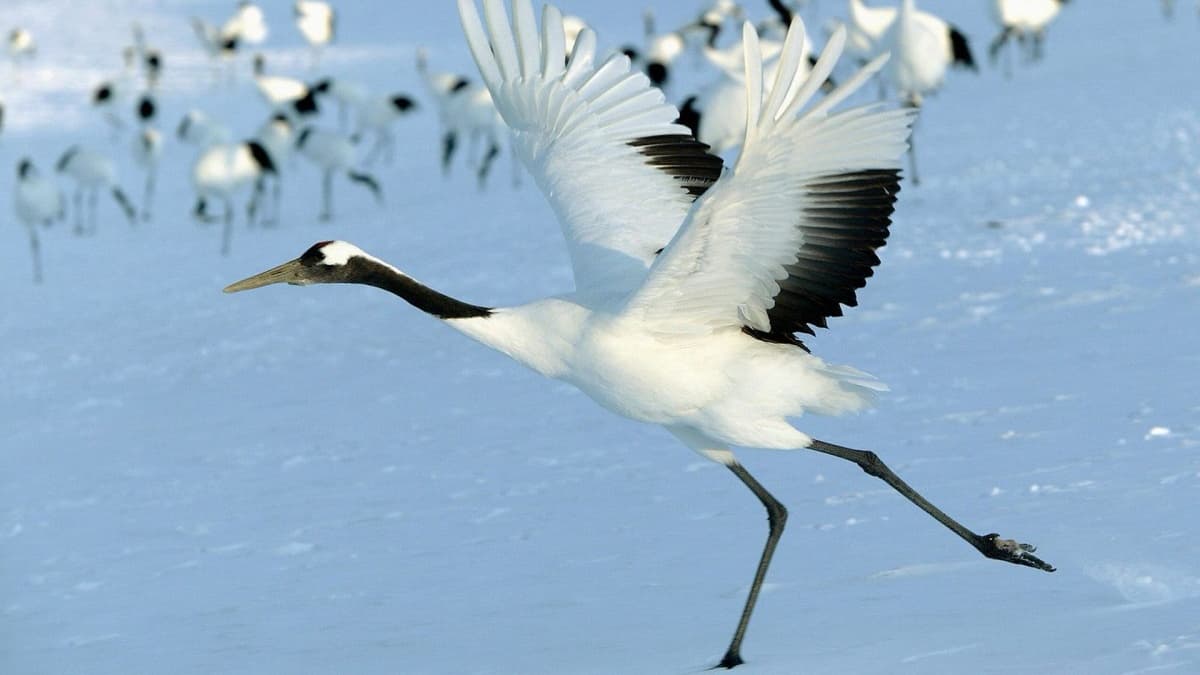 Five-Animal Frolics Qigong — Crane Play — Strengthens the Heart and Lungs, Improves Balance, and Promotes Blood Circulation